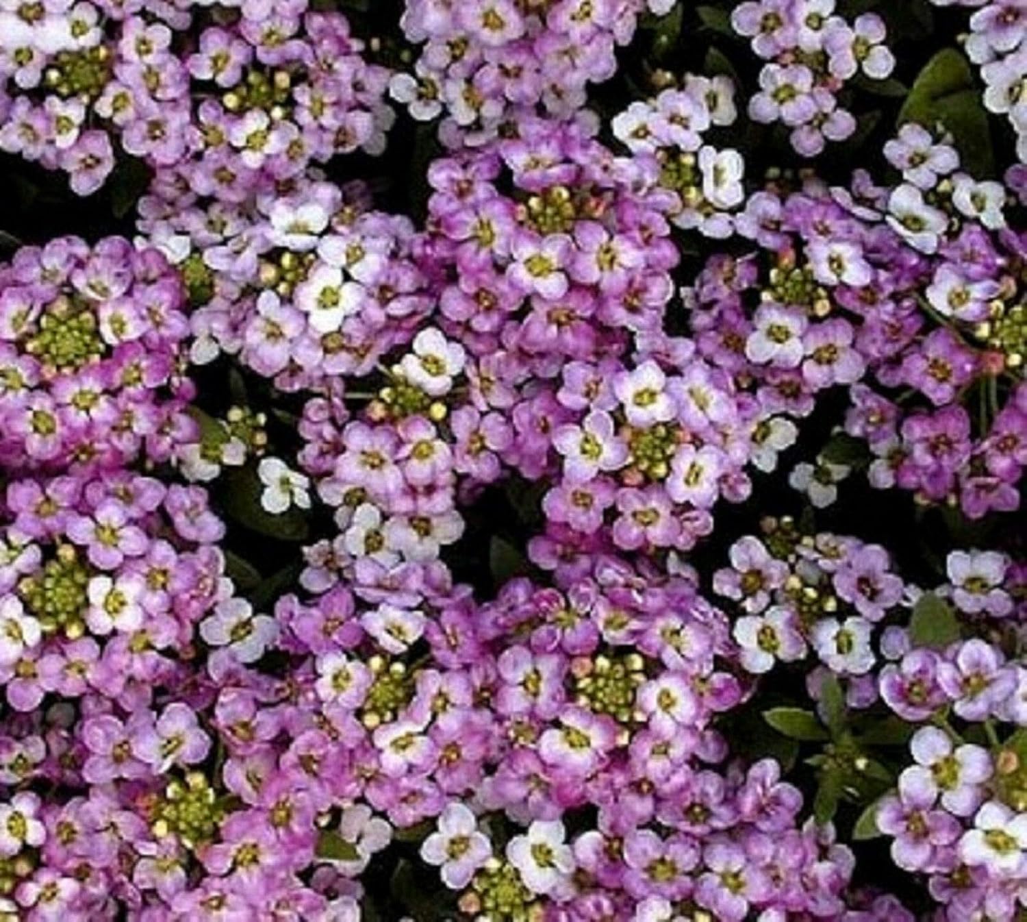 Alyssum Flower Seeds Royal Carpet Bulk Home & Kitchen