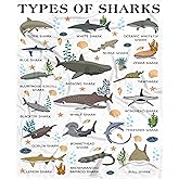 Shark Blanket Gifts for Kids Boys Girls Shark Lovers Types of Sharks Plush Cozy Flannel Cute Animal Educational Throw Sheet 50" X 40" Decor for Couch Daycare Nap Birthday Decorations Bedroom