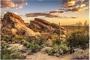 ZATIASMILLER Reptile Tank Background Sunset Oasis Cactus Desert Terrarium Background Natural Landscape Reptile Enclosure Background Sunrise Rocky Mountain Desert Gobi Aquarium Background Wallpaper 36x18in