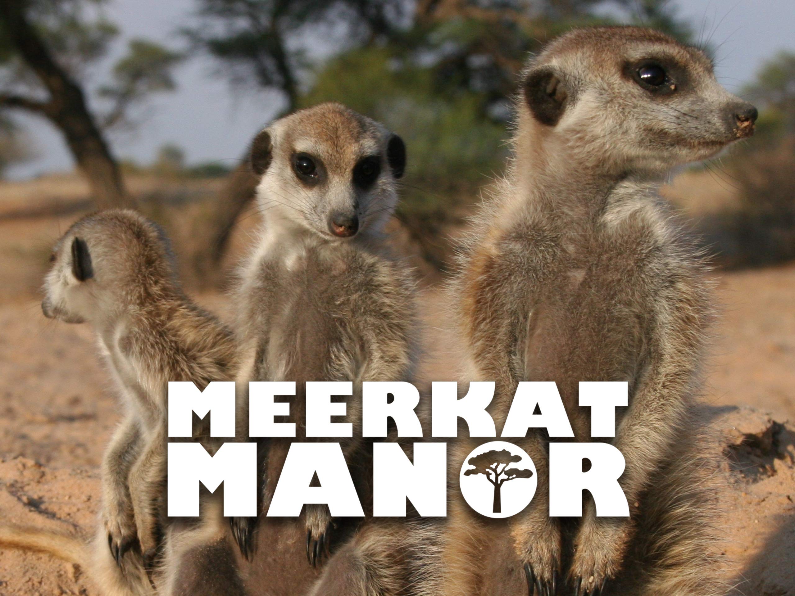 Watch Meerkat Manor, Season 4 Prime Video