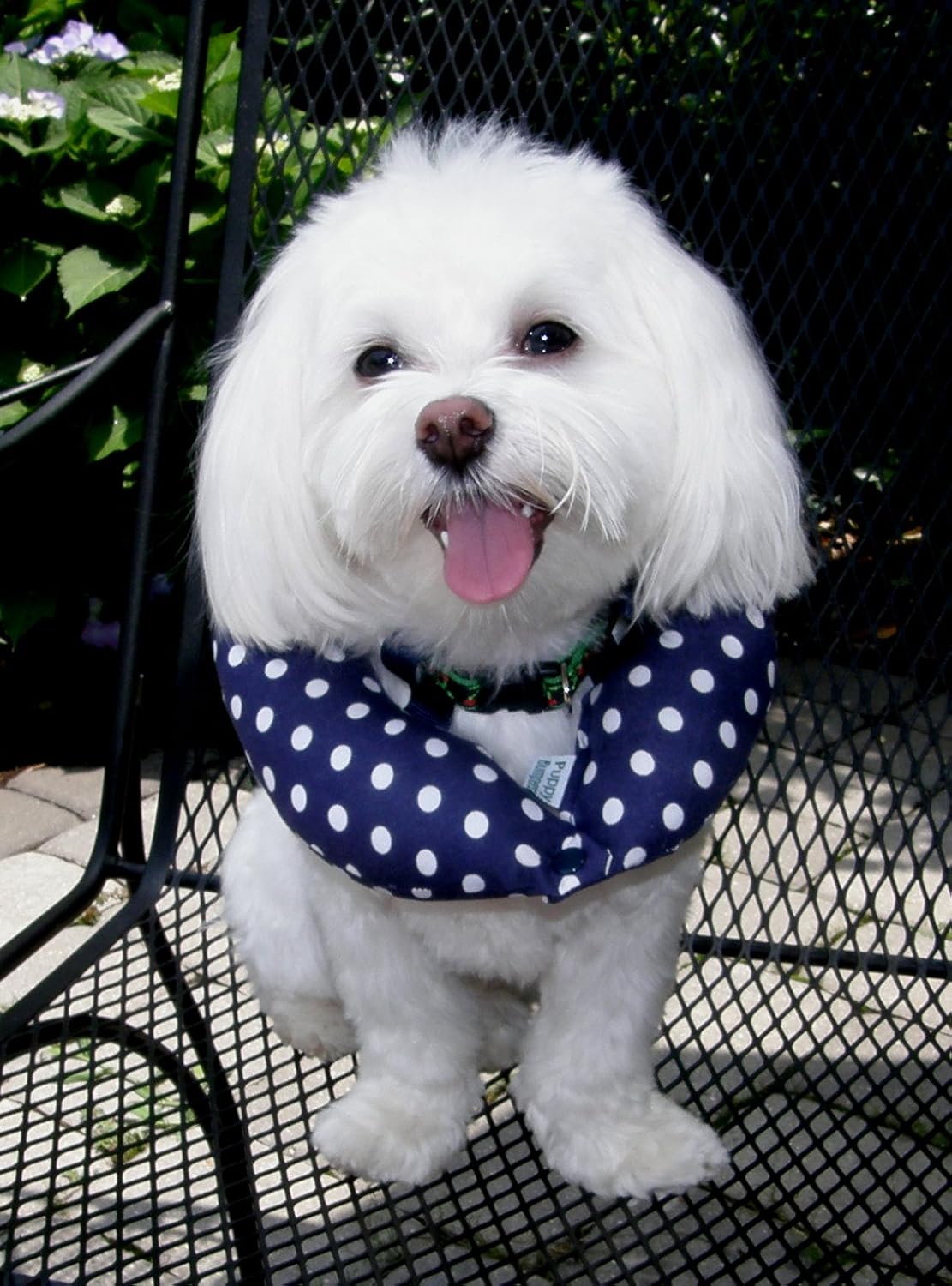 Puppy bumpers amazon Clearance