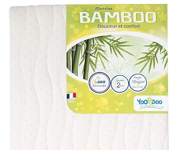 Bambou palm beach Bambou palm beach