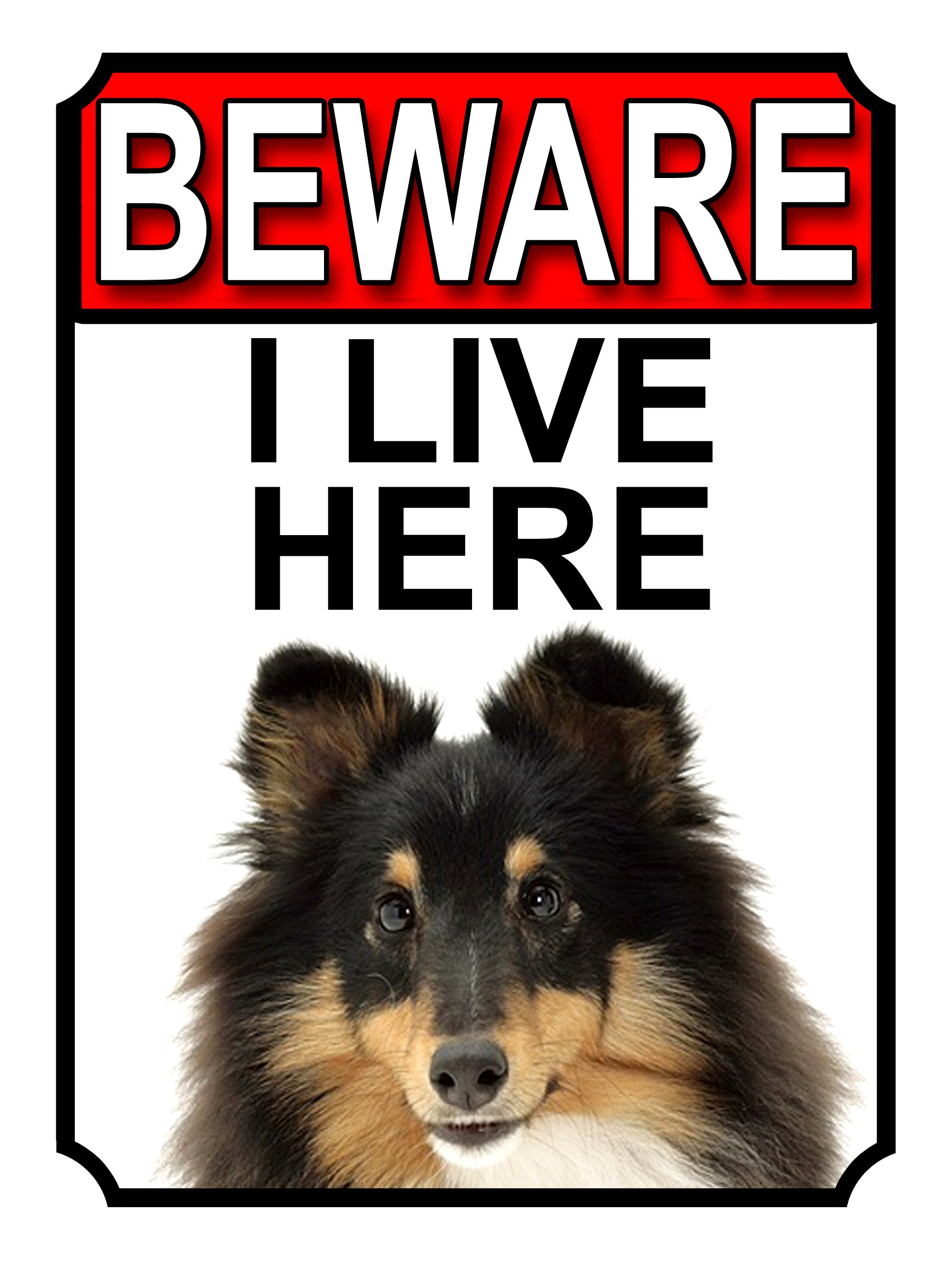 Shawprint Limited BEWARE I LIVE HERE METAL GATE SIGN SHETLAND SHEEPDOG 200MM X 10MM (1085H1)