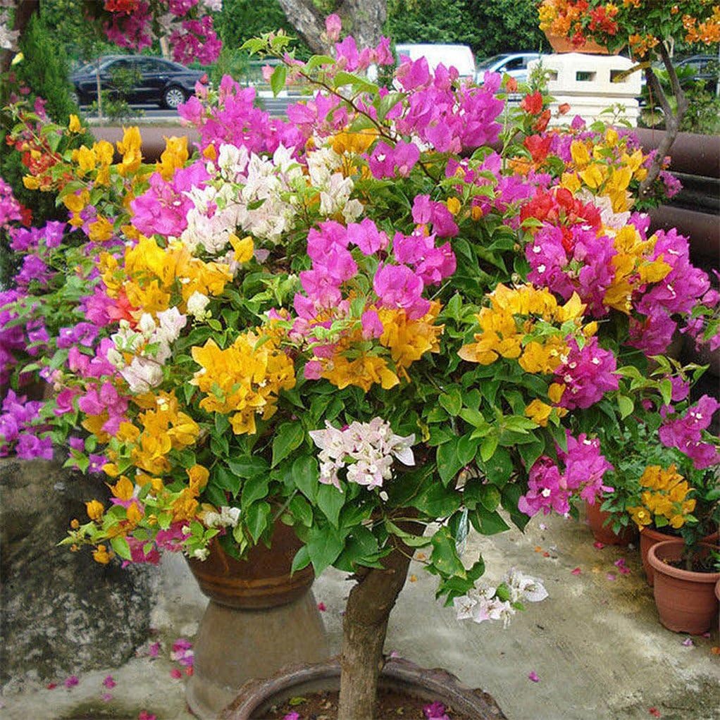 Other Seeds & Bulbs Home & Garden 100 Bougainvillea Flower Seeds Mixed