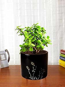 Rolling Nature Good Luck Jade Plant in Black Barrel Aroez Ceramic Planter