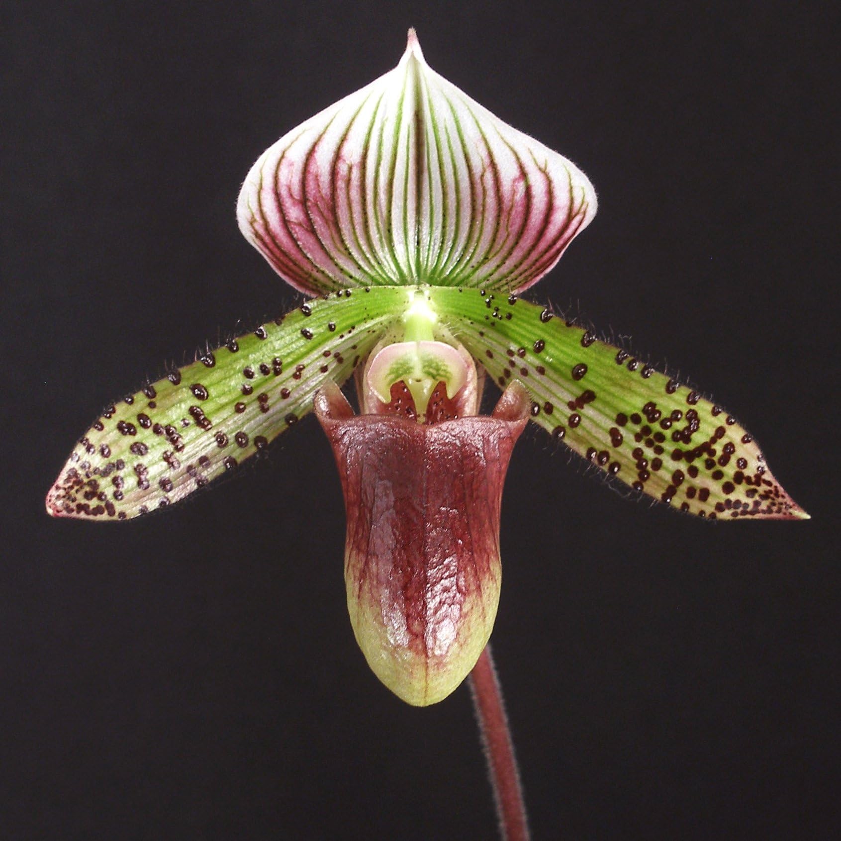 Paph. Makuli 'Maggie' CCE/AOS x Paph. Raisin Pie 'Greensleeves'