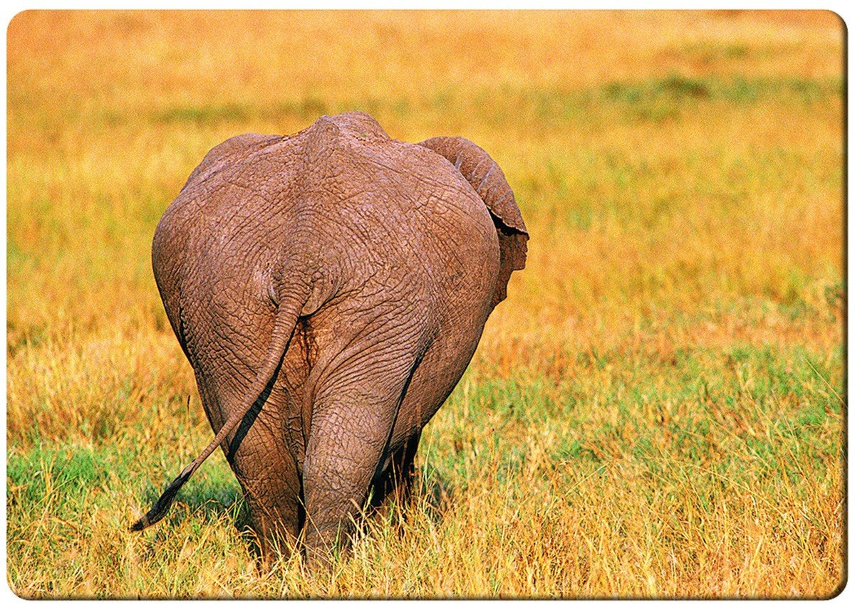 Big ass elefante imán para nevera: Amazon.es: Hogar