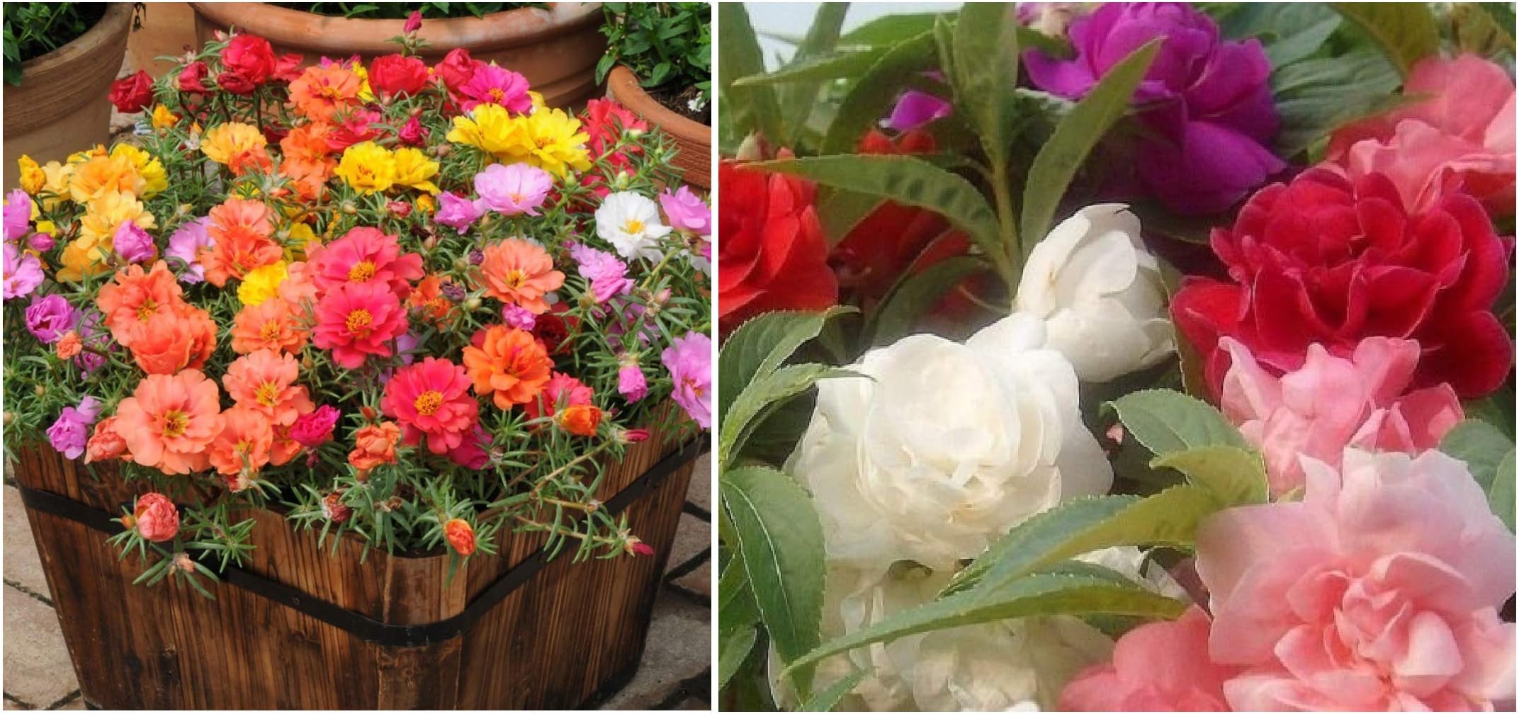 Seeds care Portulaca F2 Hybrid Kariba Extra Double Mix Flower Seeds +Seeds care India Alsam Camellia Mixed Flower Seeds Impatiens Balsa mina (Pack of 50)