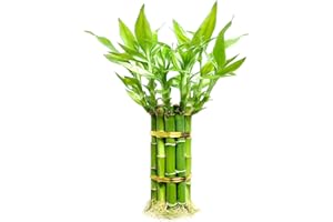 YAGALIGA Lucky Bamboo Plants Live Indoor (10 Stalks, 8 Inch) - Fresh House Plants for Office Desk, Home Decor, for Positive Energy, Prosperity & Easy Care