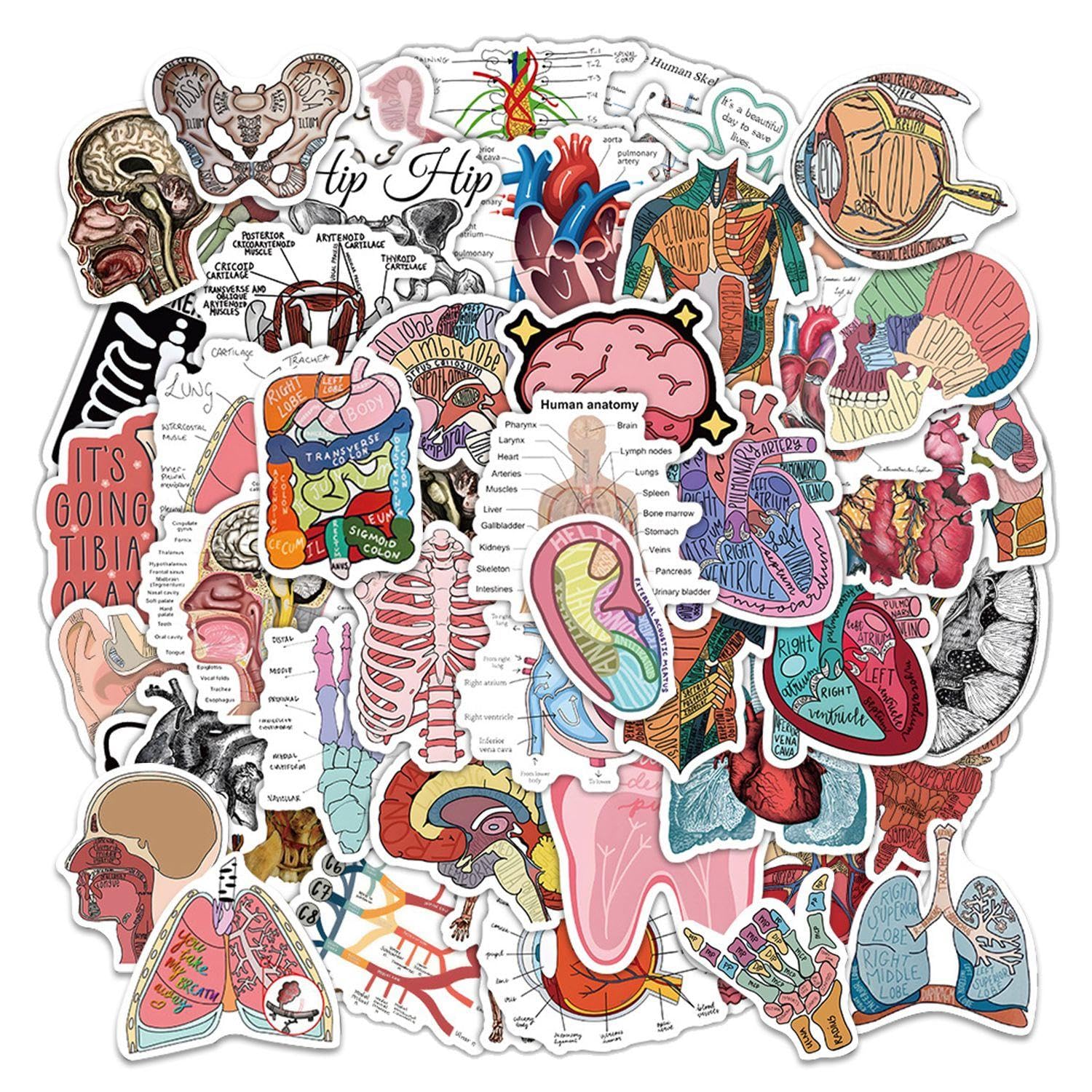 100 Pieces Organ Anatomy Stickers for Computer, Notebook, Luggage, and Decorative Purposes