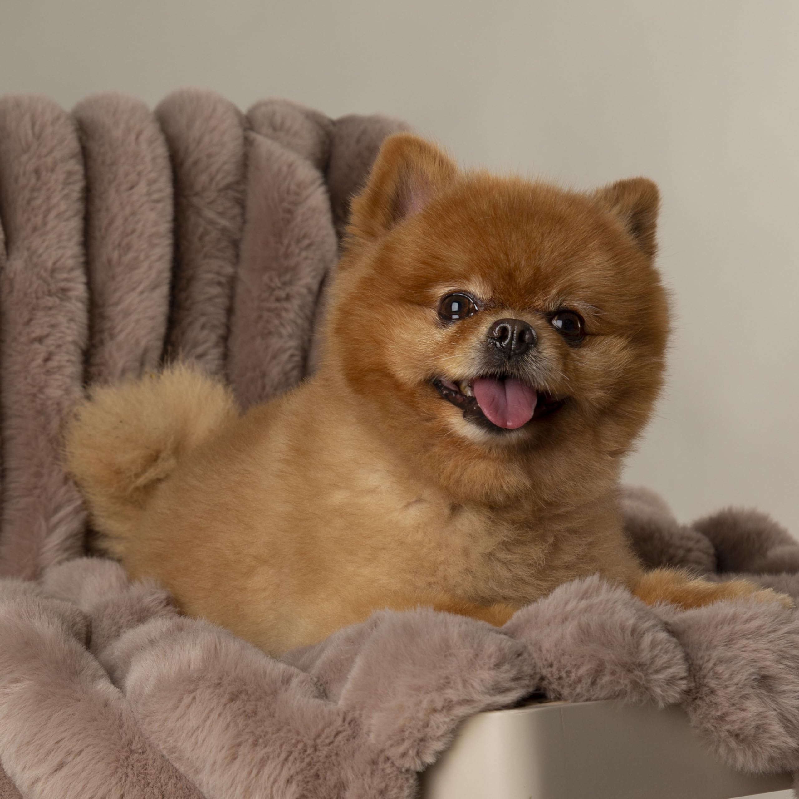 Scruffs Aspen Dog/Pet Blanket