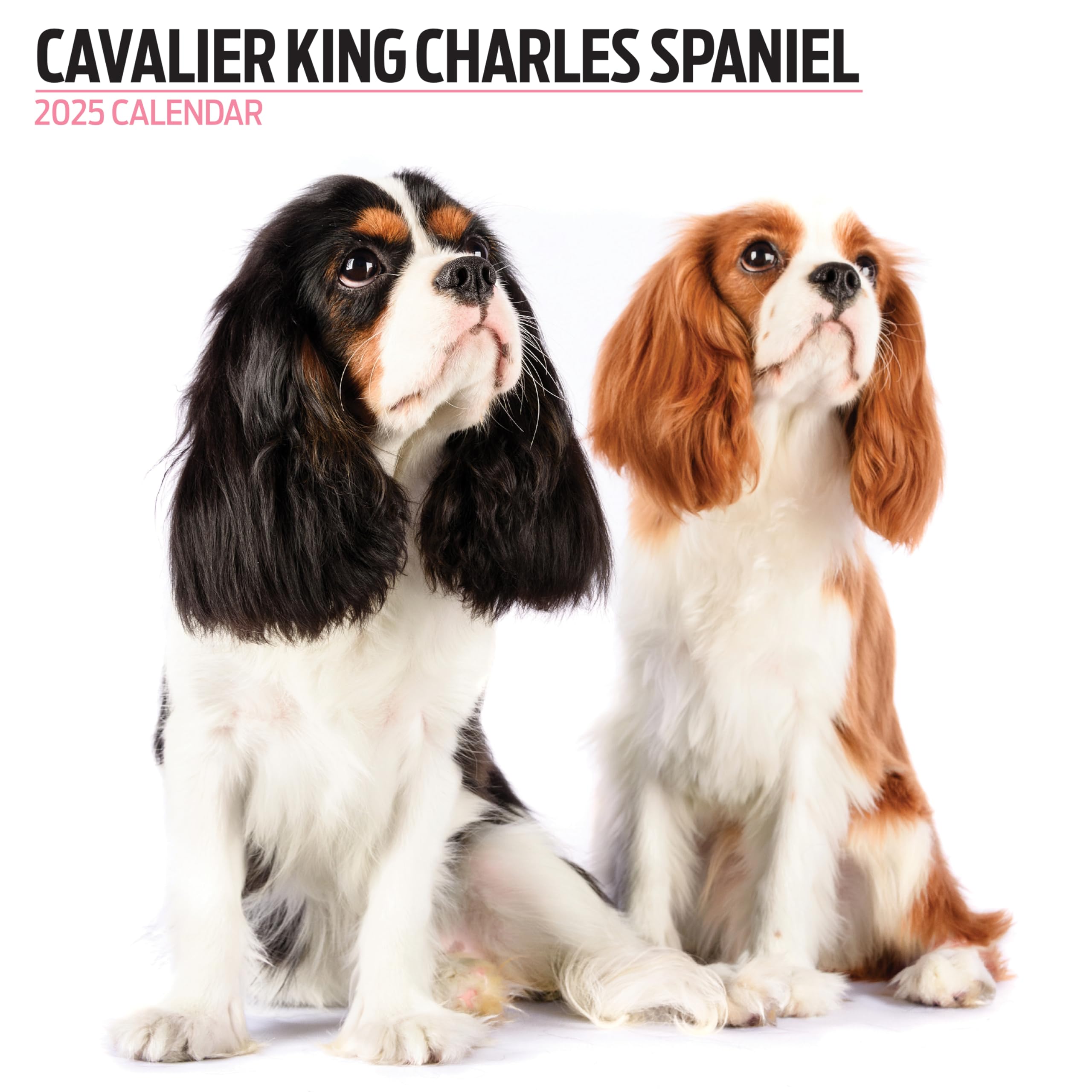 Cavalier King Charles Spaniel 2025 Modern Calendar