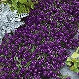 Outsidepride 10000 Seeds Annual Alyssum Violet