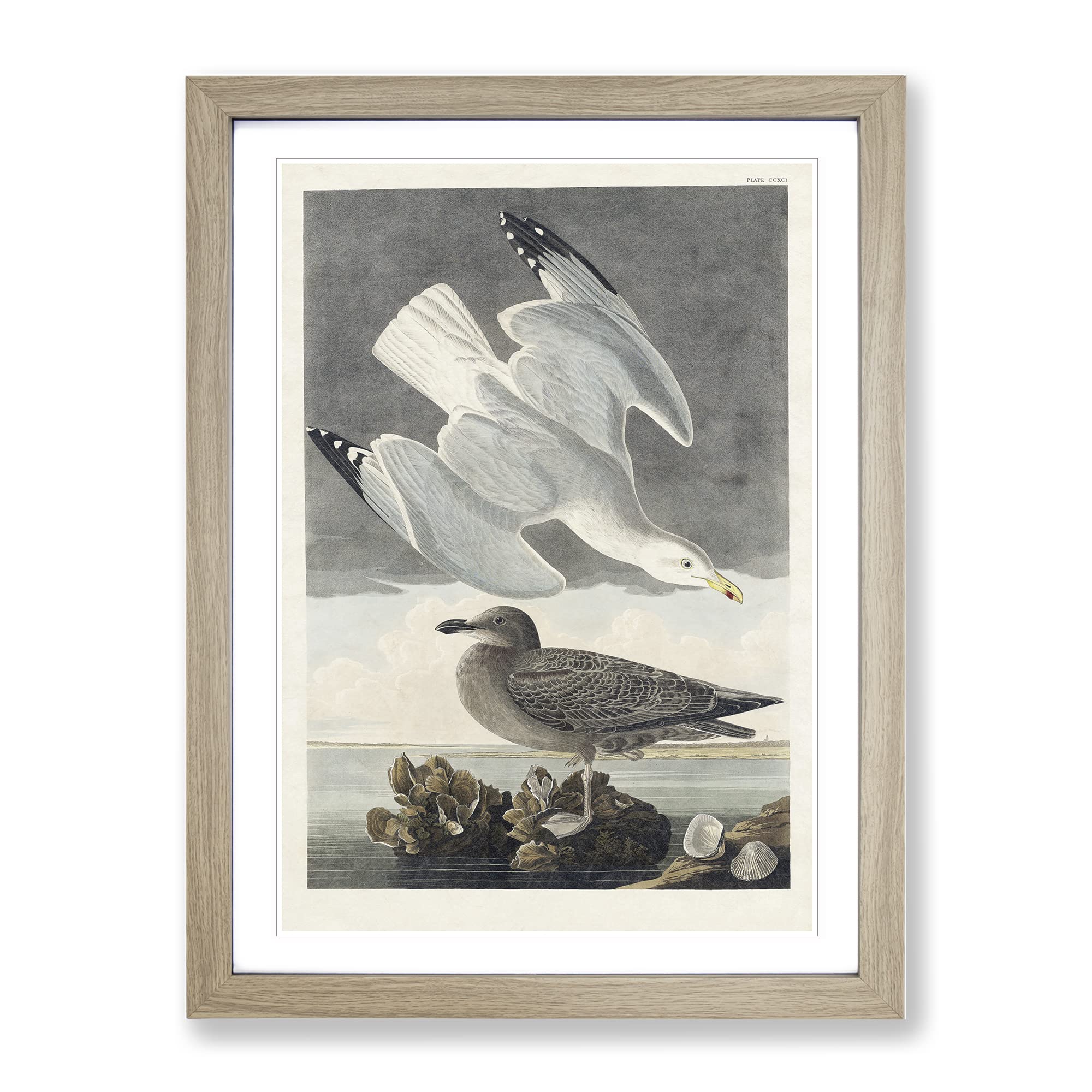Herring Gulls By John James Audubon Vintage Framed Wall Art Print, Ready to Hang Picture for Living Room Bedroom Home Office Décor, Oak A4 (34 x 25 cm)