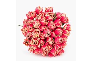 BloomsyBox: Pink Peony Tulip Flowers, 50 Large Fresh Flowers from California Farms, Red Pink with White Edges, Fresh Cut Flowers, Easy To Care | Care Card & Flower Food Included, Carefully packaged