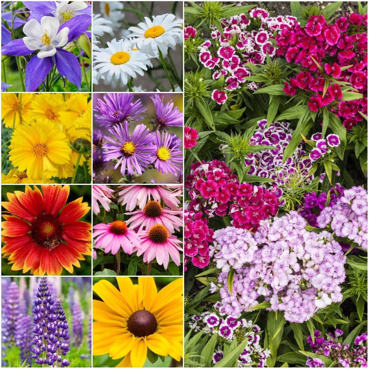 Package of 30,000 Seeds, Perennial Wildflower Mixture (100% Pure Live Seed) Non-GMO Seeds by Seed Needs best gardening gifts