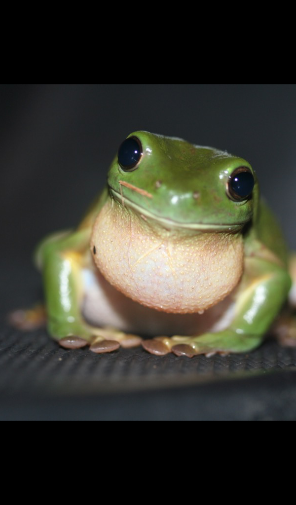 Amazon.com: Cute Frog Wallpaper -- HD Wallpapers of Cute Frogs