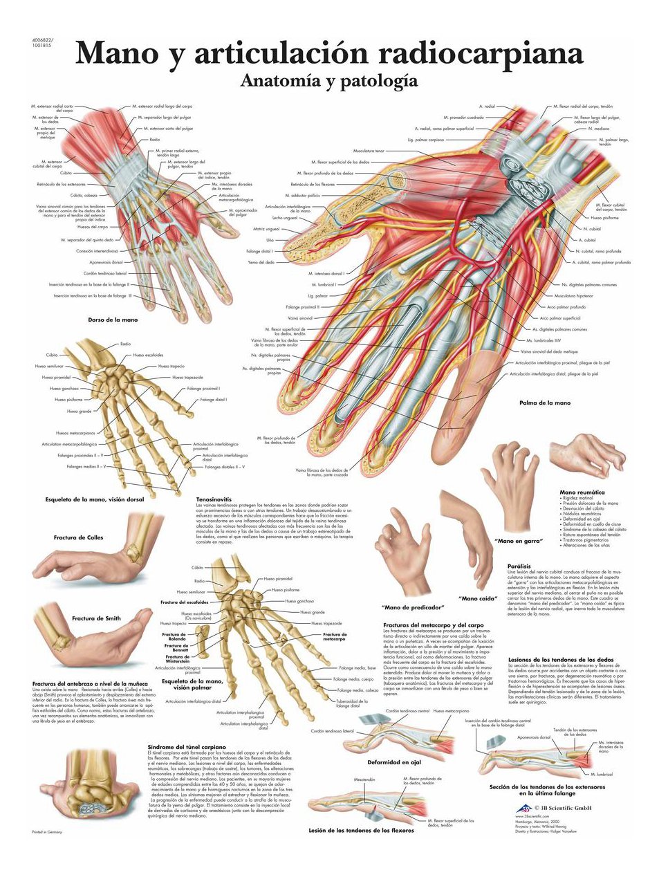 3B Scientific Printed on Paper, Hand and radiocarpiana Articulation, Anatomy and Pathology, 1