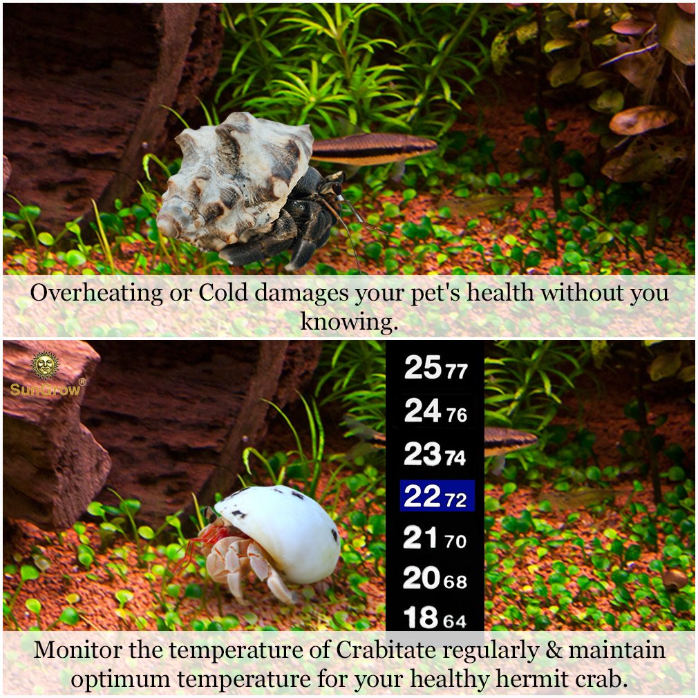 Stick-on Thermometer for Hermit Crabs -- Provide Precise Temperature Measurement - Easy To Use and Install - Helps Keep Crabs Healthy & Live Longer