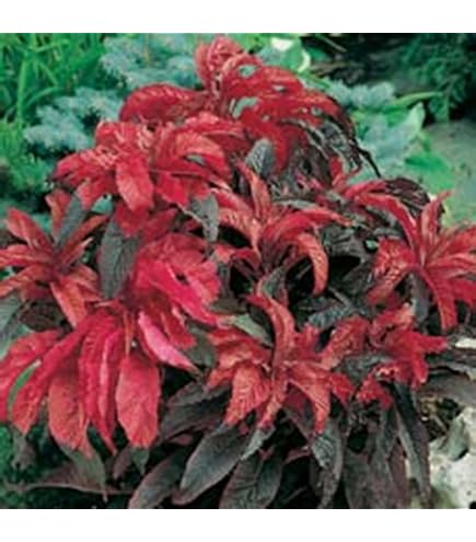 Amazon.com : Plantain Seeds - Variegated Plantain (Plantago Major Variegata)  Beautiful !(100 Seeds) : Patio, Lawn & Garden