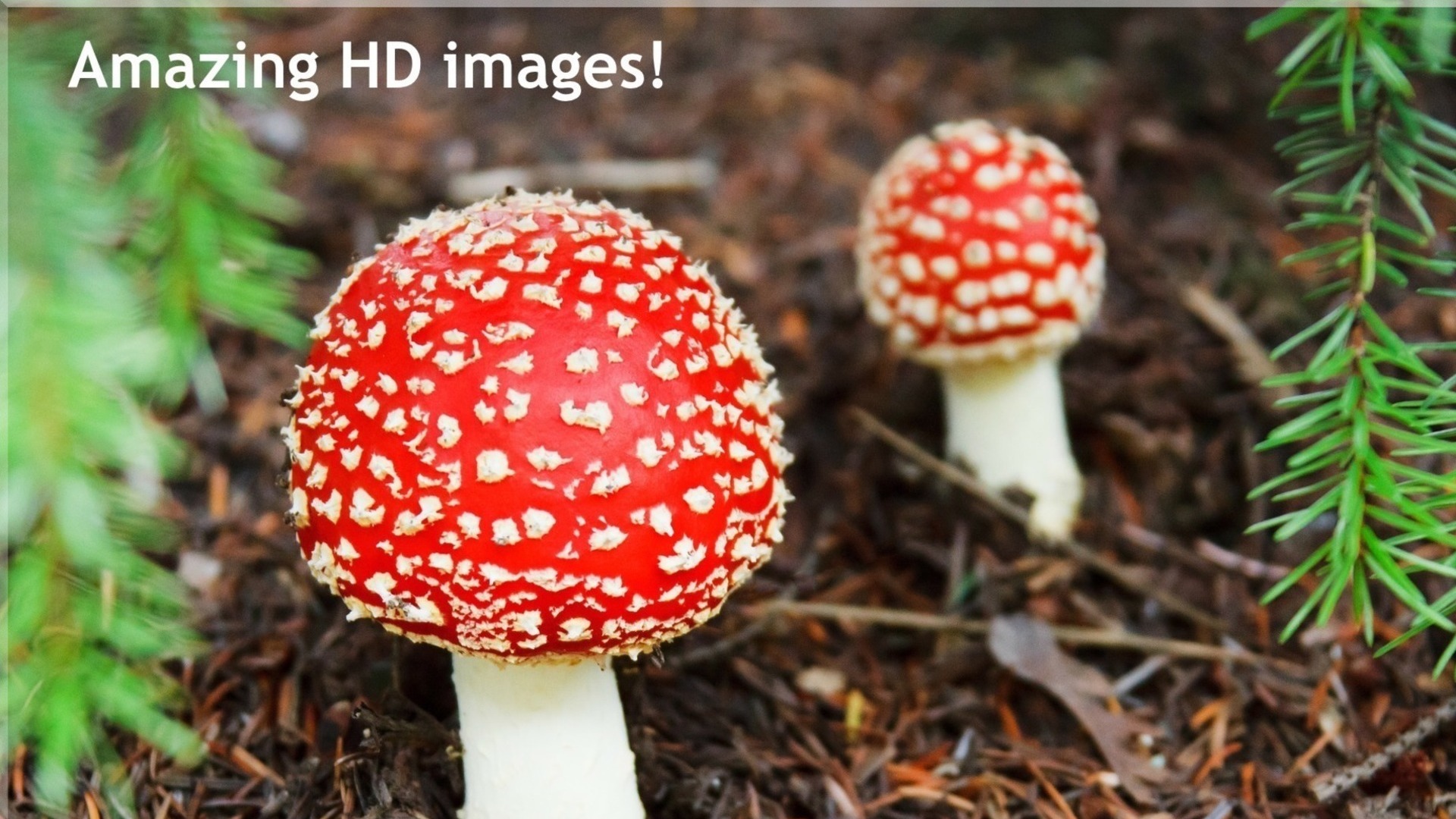 Nature And Mushrooms Puzzle
