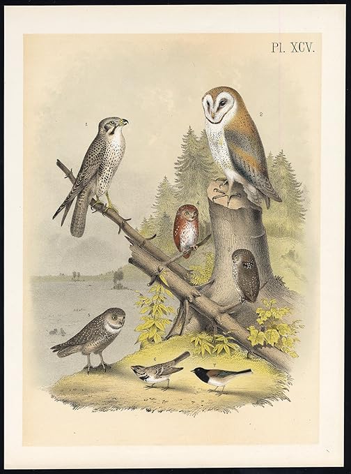 Amazon Com Antique Print Lanier Falcon American Barn Owl Pygmy
