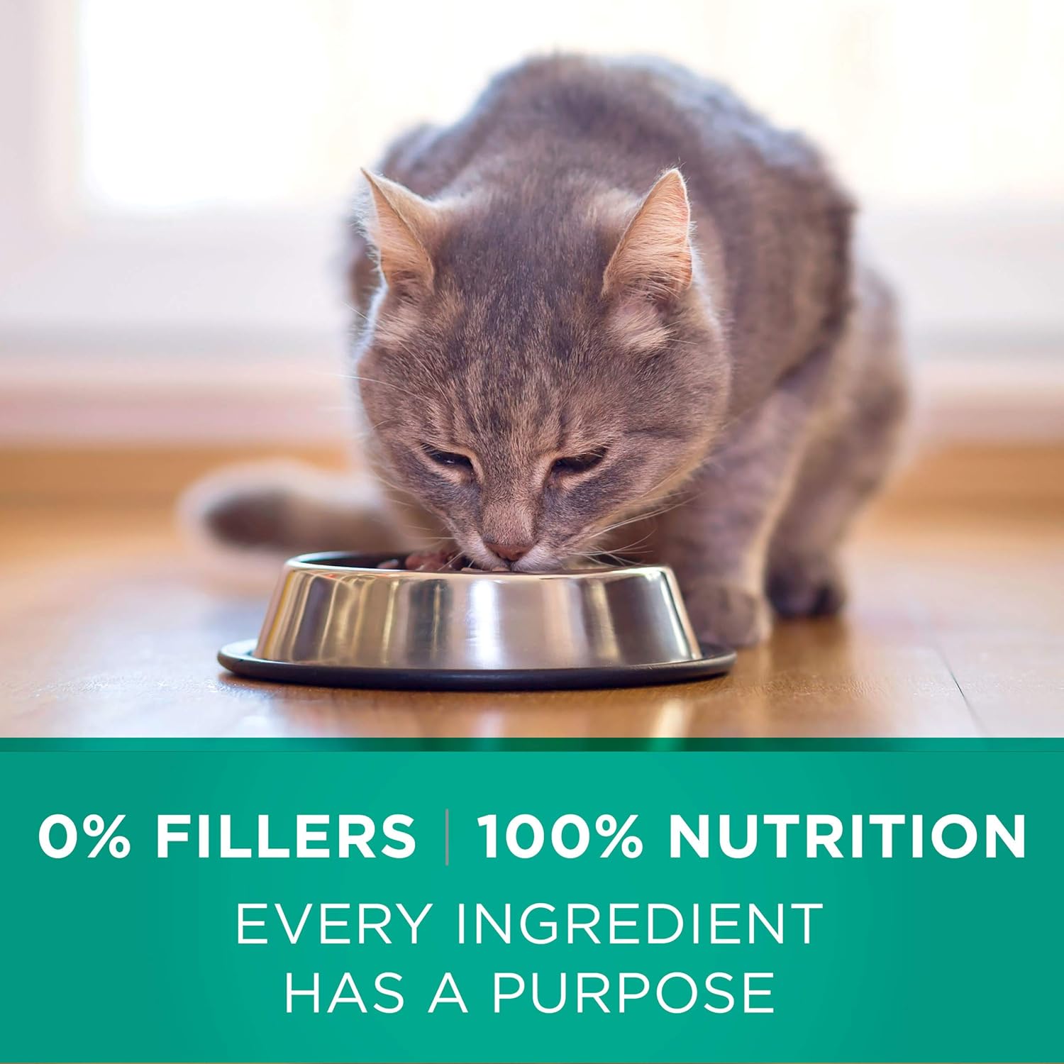 Purina ONE Natural Dry Cat Food, Sensitive Skin & Stomach Formula - 22 lb. Bag : Pet Supplies