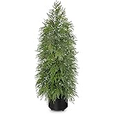Nature Crafted 3FT Artificial Cedar Topiary Tree, Real Touch Fake Cedar Topiary Tree Potted Plants for Home Office Front Porch Garden Entryway Indoor Outdoor Evergreen Decor