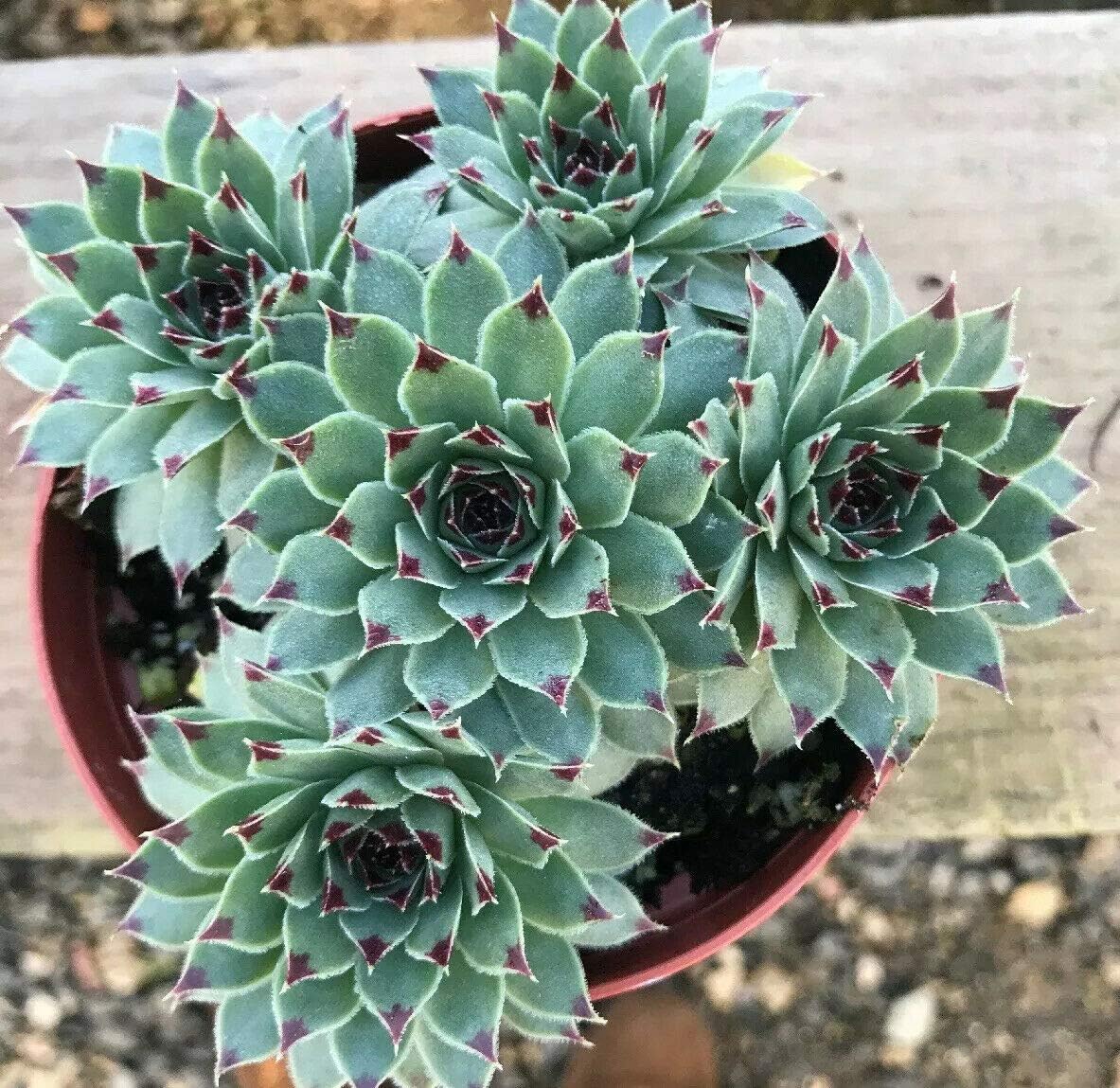 Live Plant Tiny Hens Chicks Echeveria Red
