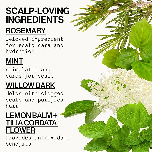 PACIFICA CONDITIONER – ROSEMARY PURIFY INVIGORATING CONDITIONER WITH HYDRATING JOJOBA & COOLING MINT FOR BALANCED MOISTURE, SULFATE-FREE, VEGAN & CRUELTY-FREE, 8 OZ