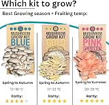Smart Mushrooms Blue Oyster XL Growing Kit - 14 Day Harvest, Growth Guaranteed view 5