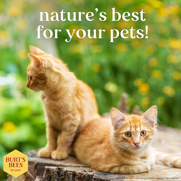 BURT’S BEES FOR PETS HYPOALLERGENIC CAT SHAMPOO WITH SHEA BUTTER AND HONEY, GENTLE KITTEN SHAMPOO FOR INDOOR CATS WITH DRY OR SENSITIVE SKIN, CAT BATHING SUPPLIES, 10 FL OZ