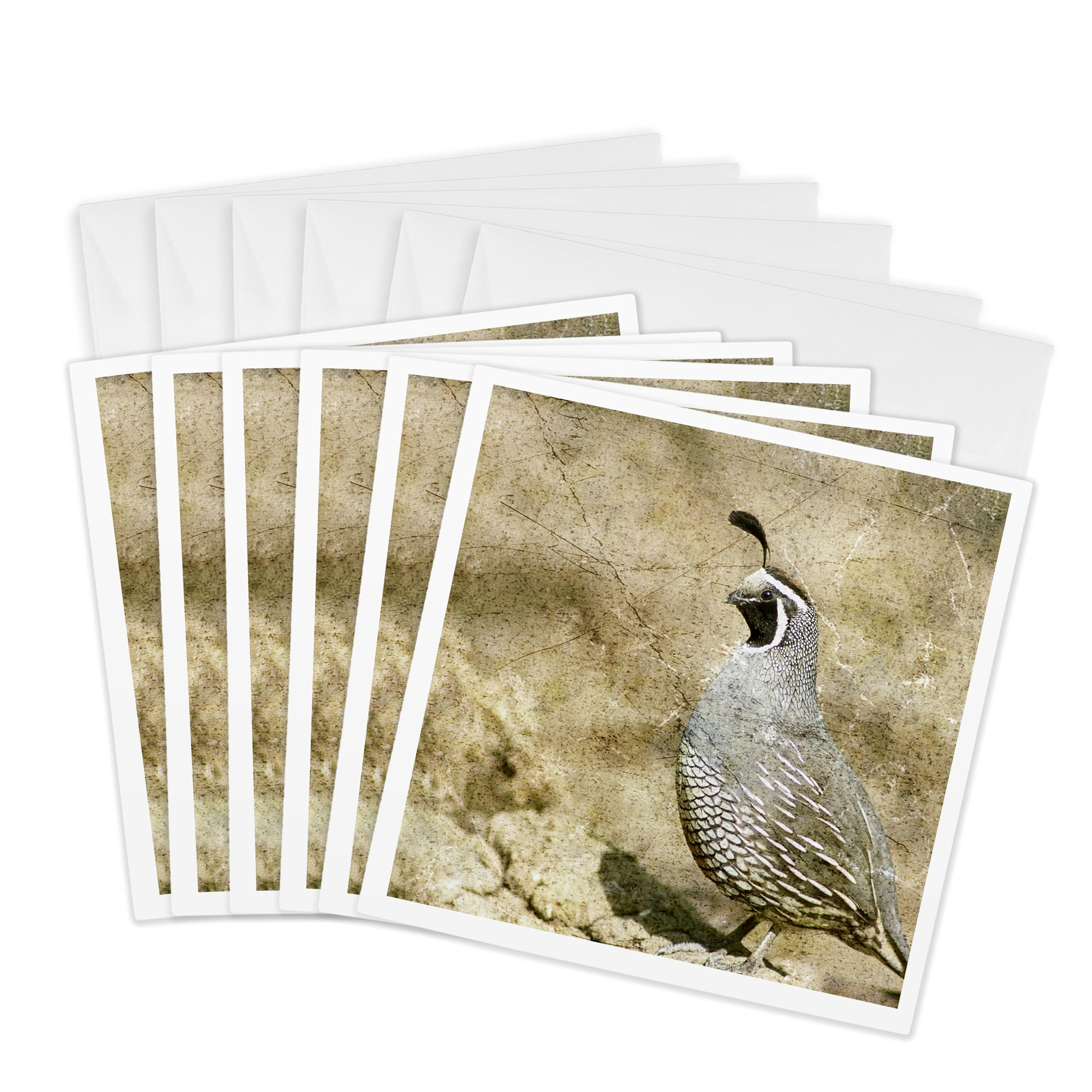 3Drose California Quail with Textures - Greeting Cards, 6 by 6-inches, Set of 6 (gc_12394_1)