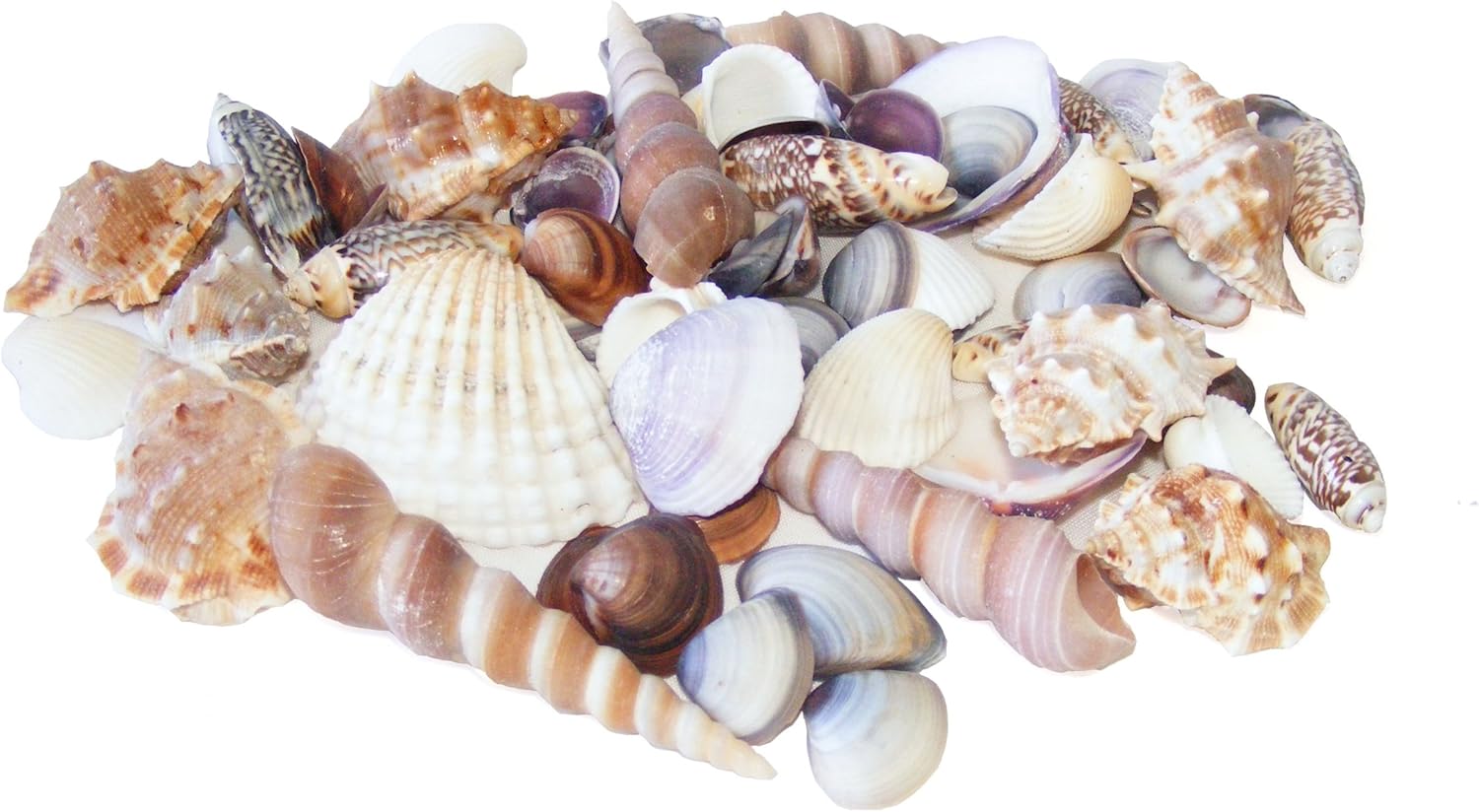 Beach Mix Sea Shells 150g small and medium seashells by Flowerhour Amazon.co.uk Kitchen & Home