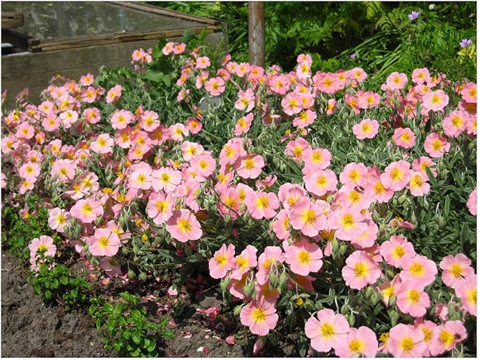Helianthemum Wisley Pink Rock Rose Plant in 9cm Pot Amazon.co.uk