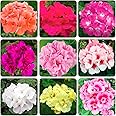10+Geranium Flower Seeds for Planting-Perennial Geranium Bedding Basket Plant Seeds