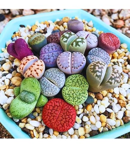 Amazon.com: Lithops Karasmontana V Mickbergensis var Red Top