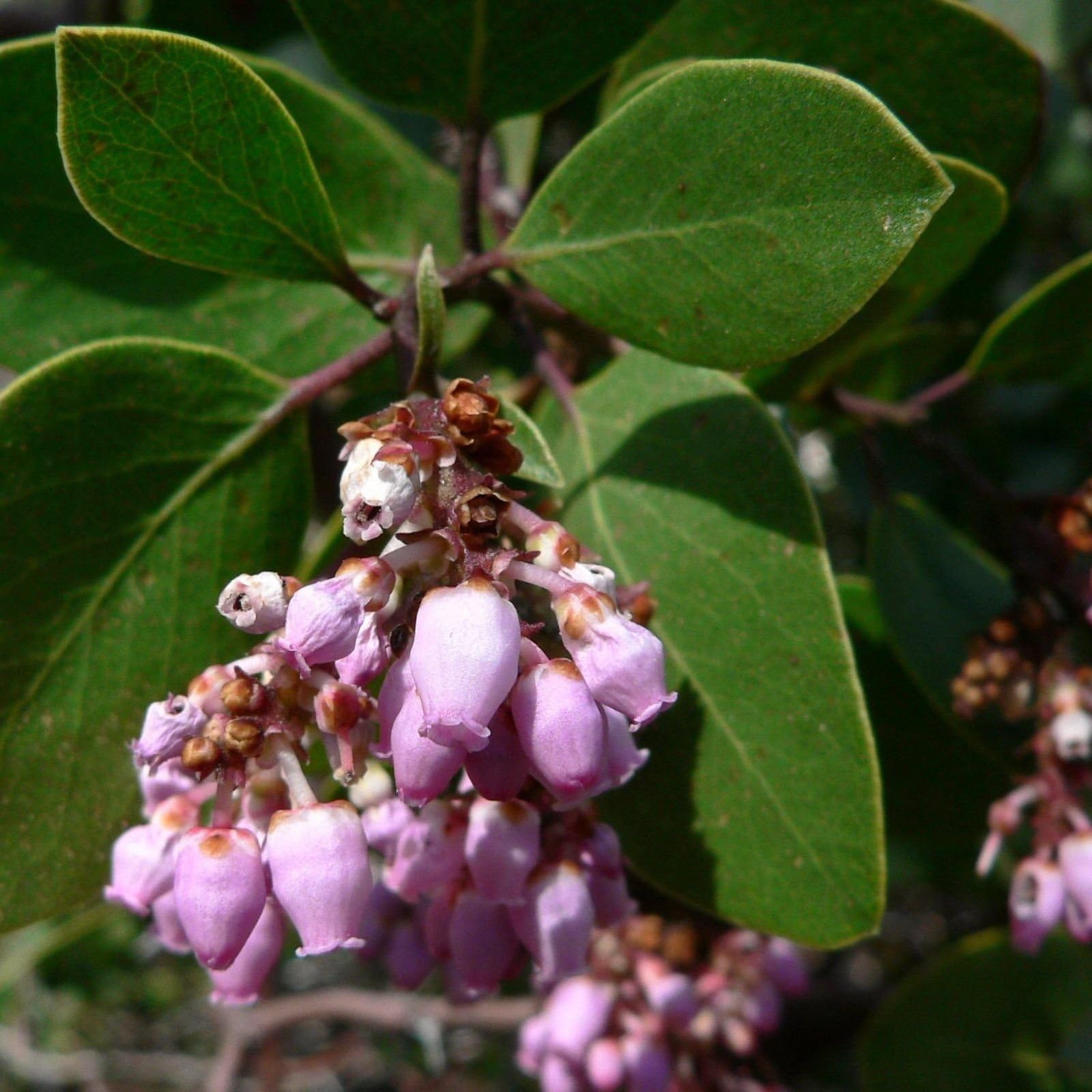 WHITELEAF MANZANITA Arctostaphylos Viscida 10 SEEDS