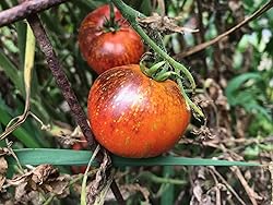 Dark Galaxy Heirloom Tomato Premium Seeds for