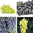 CHUXAY GARDEN Mix Witch Finger Grape Seed 50 Seeds Grape Climber Vine Non-GMO Sweet Fruit Gardening High Yield Flourishing