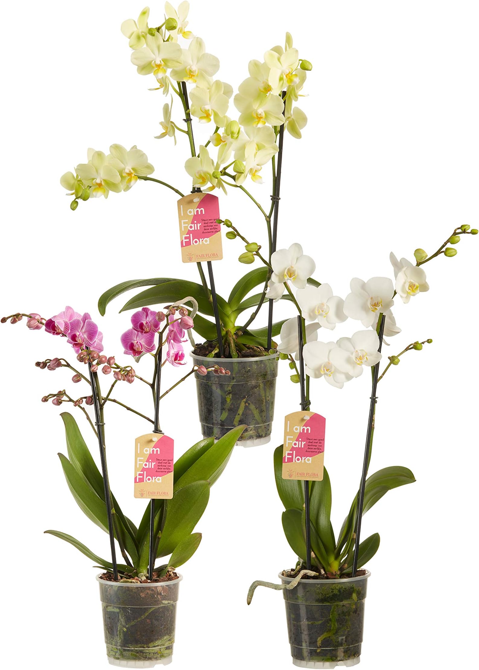Trio of Orchids (Pink, Yellow and White) | Phalaenopsis Multiflora | Flower Plant | Indoor Plant | Height 50 cm | Pot 12 cm | Easy Care | Fair Trade Production