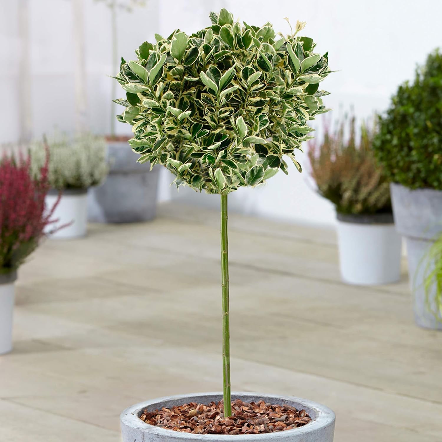 Euonymus Kathy Tree Potted Lollipop Trees for Small Gardens, Patios