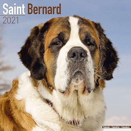 saint bernard x labrador