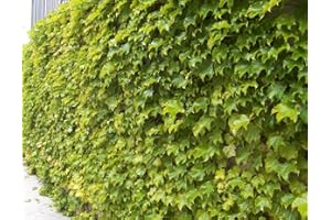 HIRT'S GARDENS Fenway Park Golden Boston Ivy Plant - Parthenocissus - 2.5" Pot