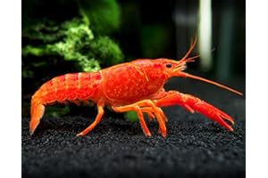 Aquatic Arts Neon Red Crayfish (Male / Female Pair) | Live Freshwater Aquarium Lobster / Crawfish / Crawdad / Real Living Fish Tank Pet