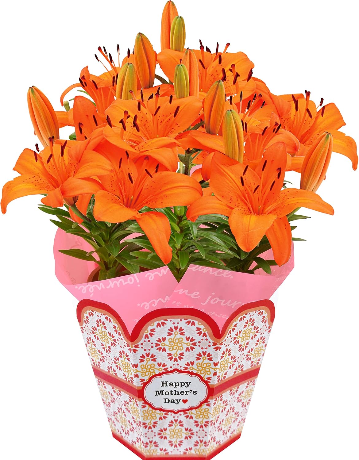 Amazon|花のギフト社 母の日 百合 花鉢 鉢花 オレンジ 鉢植え プレゼント 花 フラワーギフト 5.5号鉢|花・観葉植物・フラワーギフト オンライン通販 Amazon|花のギフト社 母の日 百合 花鉢 鉢花 オレンジ 鉢植え プレゼント 花 フラワーギフト 5.5号鉢|花・観葉植物・フラワーギフト オンライン通販