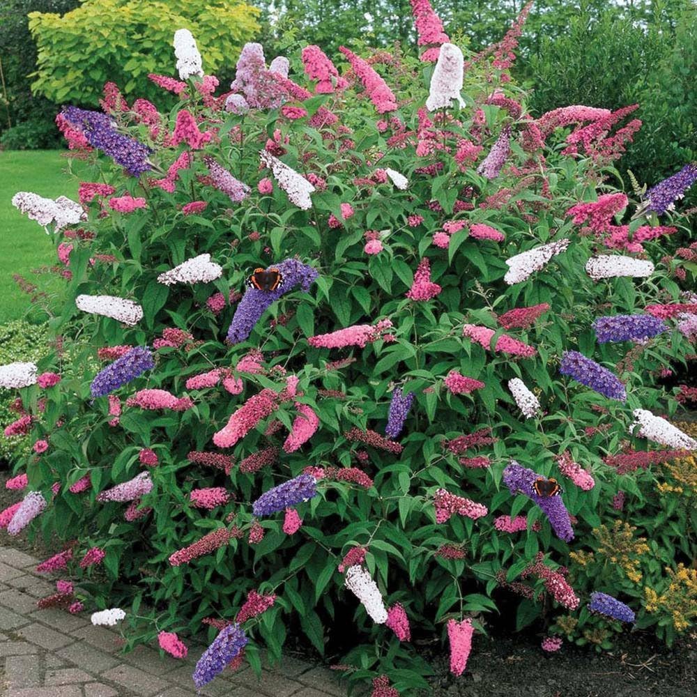 1 X BUDDLEIA Tricolour Butterfly Bush Mixed Colours Healthy Garden