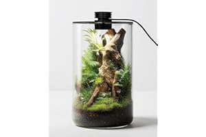 Desktop Glass Terrarium with Grow Light (9.8" H x 5.9" D) - for Succulents, Moss, Mini Gardens, Betta Fish Tanks, Mushroom Cu
