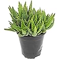 Succulents Plants Live Indoor Plants, Aloe Nobilis Plants Live Houseplants, Live Succulents Live Plants Indoor Succulent Plants, Indoor Plant Real Succulents Plants House Plants by Plants for Pets
