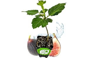 Violette de Bordeaux Fig Tree Live Plant - Ficus carica - Wellspring Gardens - Live Starter Fruit Plant for Your Indoor or Outdoor Garden